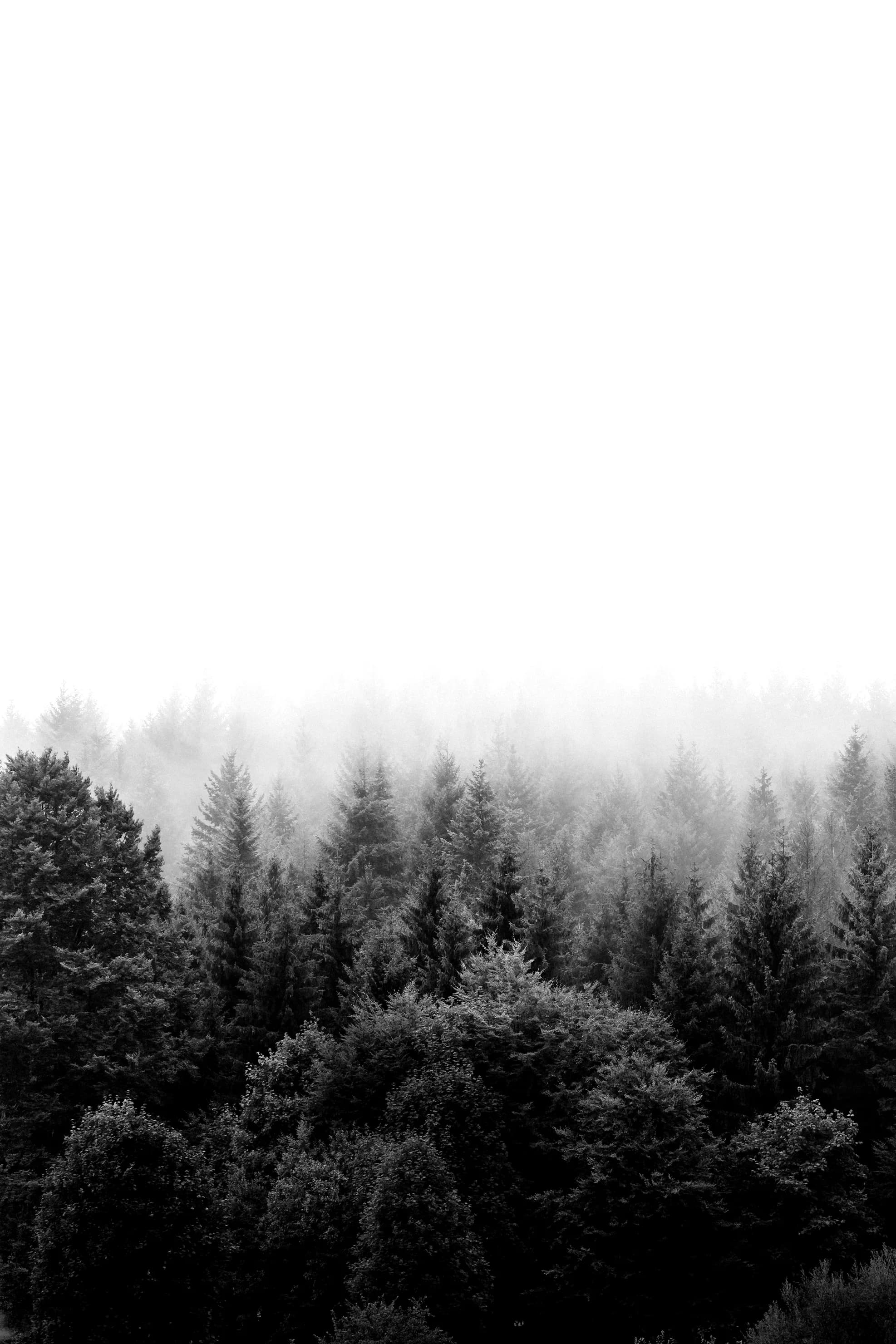 Bottom section background