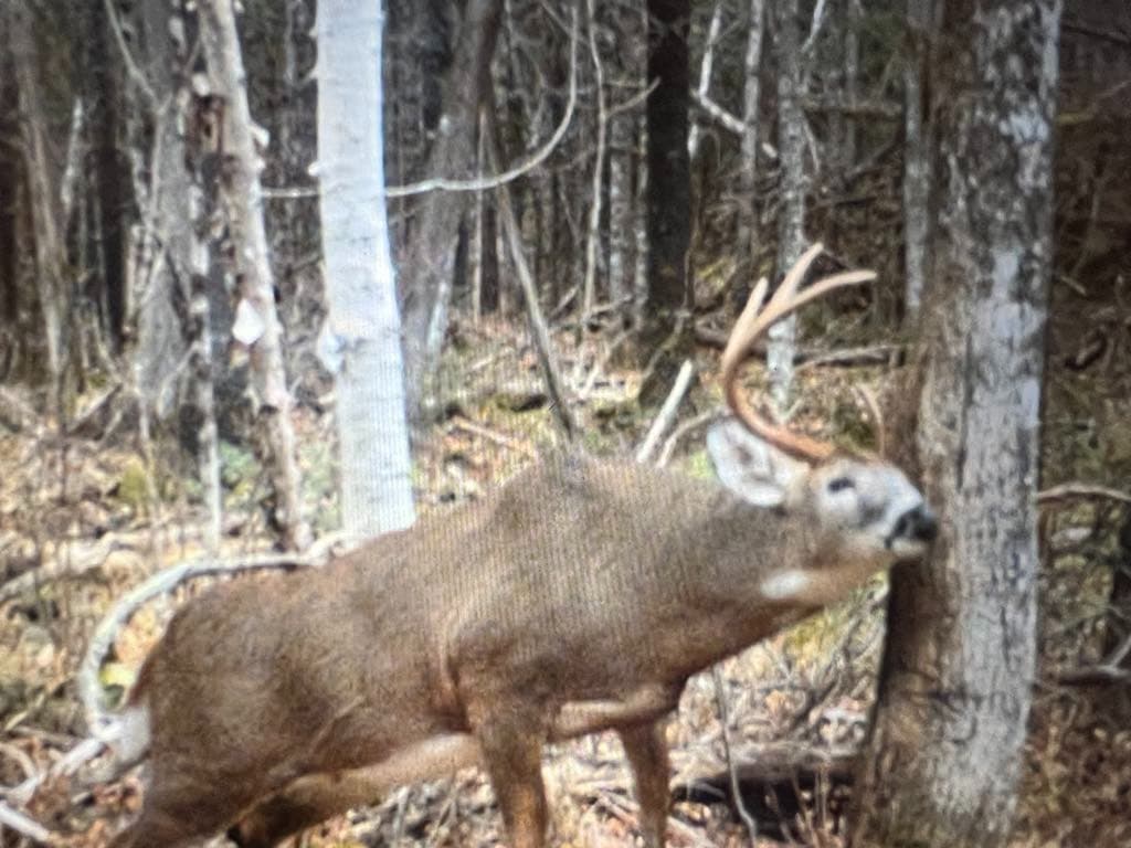 Photo 5 of guide Big Woods Outfitters, 20+ years, uses Rifle, specializes in Bear and Deer and Moose, skilled in Spot and Stalk and Tracking