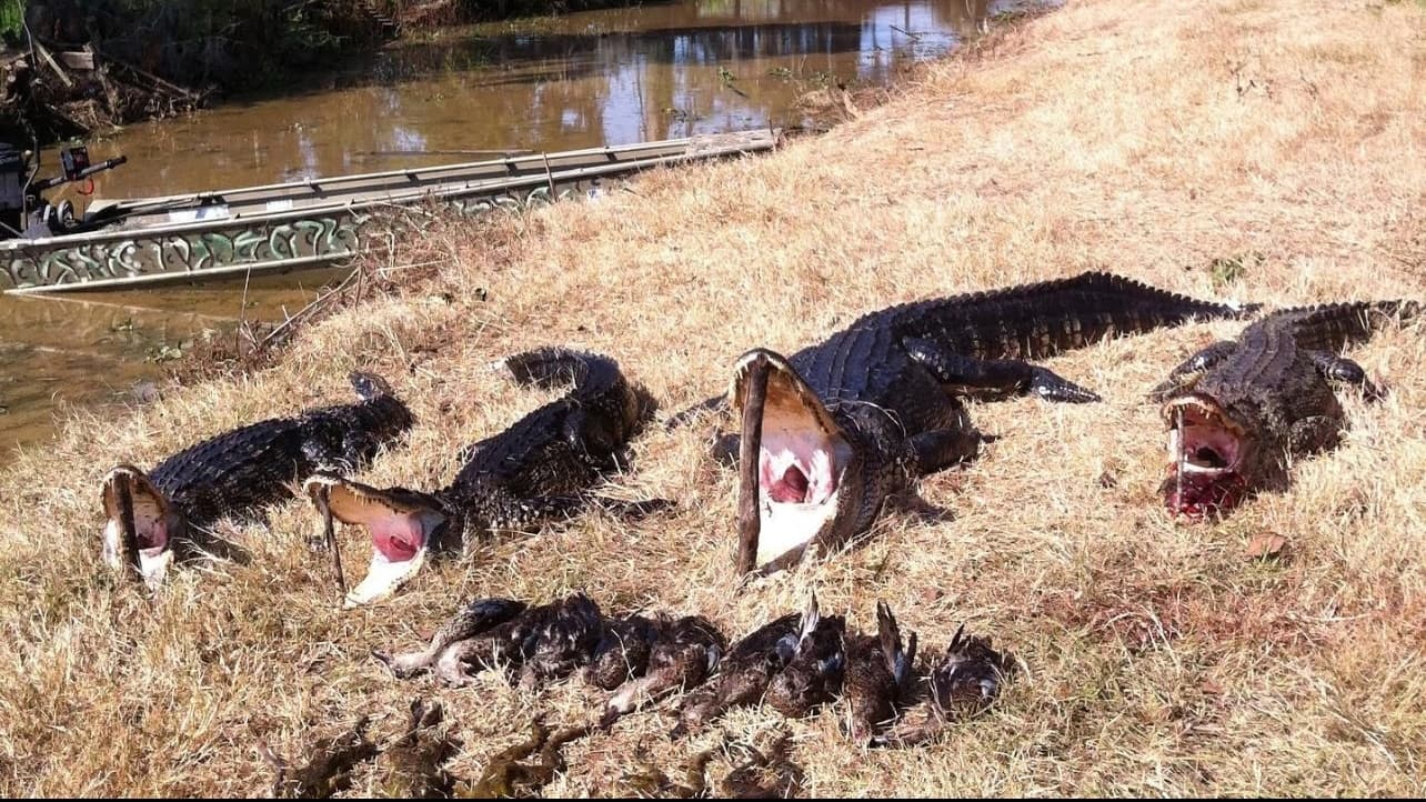 Several alligators with open mouths and dead birds lying in dry grass near a boat on a riverbank.