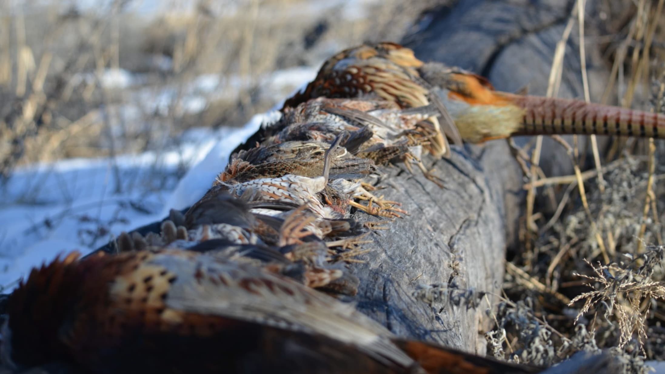 Several dead pheasants rest on a log in a snowy, winter setting. Colorful feathers, focused in foreground. Brown and tan p...