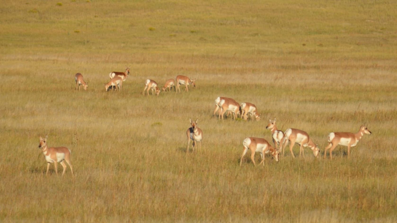 A herd of pronghorn antelope grazing in a grassy field. They have tan and white markings. The field is a golden color.