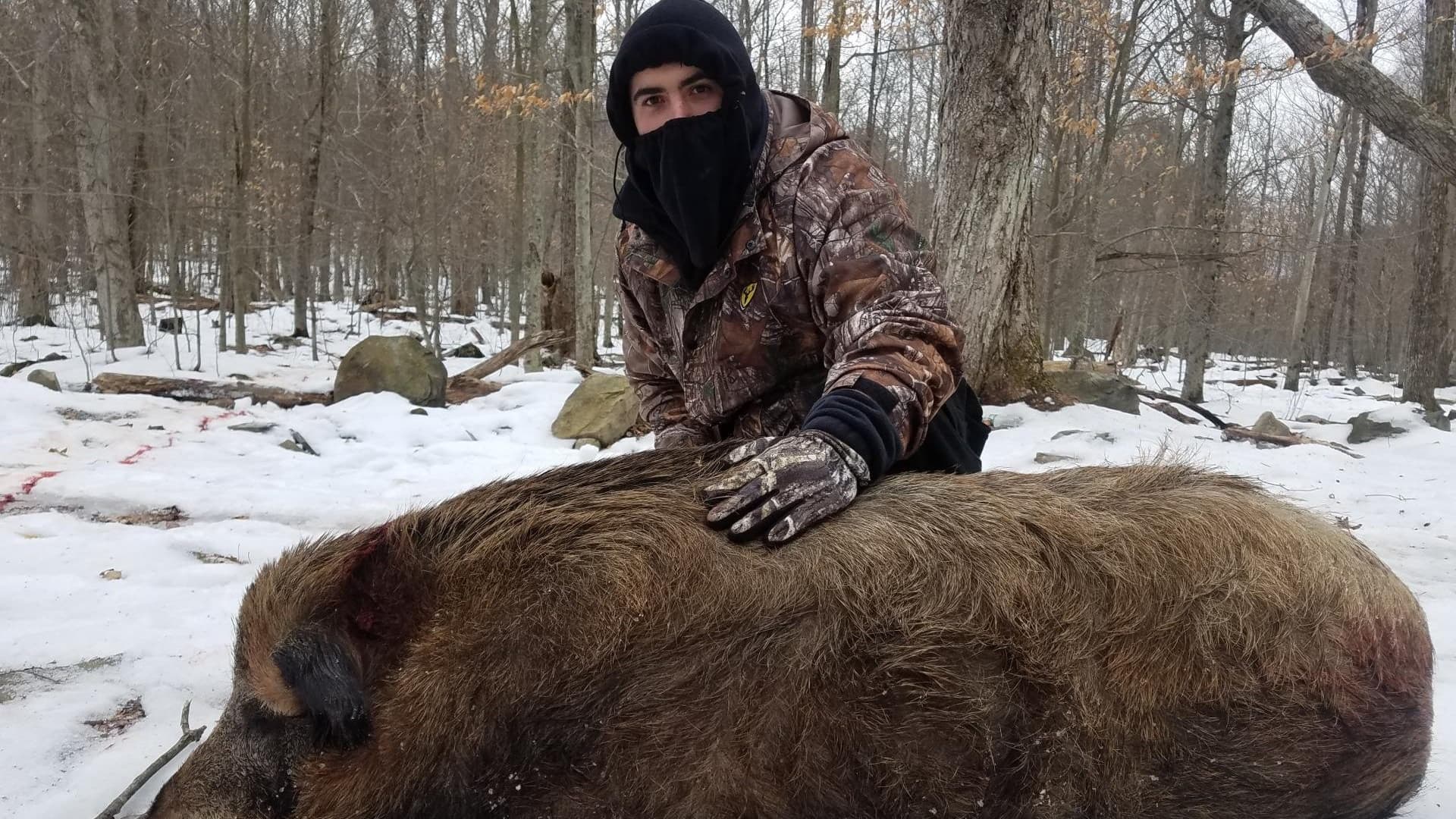 Hunter kneels, gloved hand on a large boar in snow-covered woods. Man wears camo jacket, black face covering. Dead animal ...