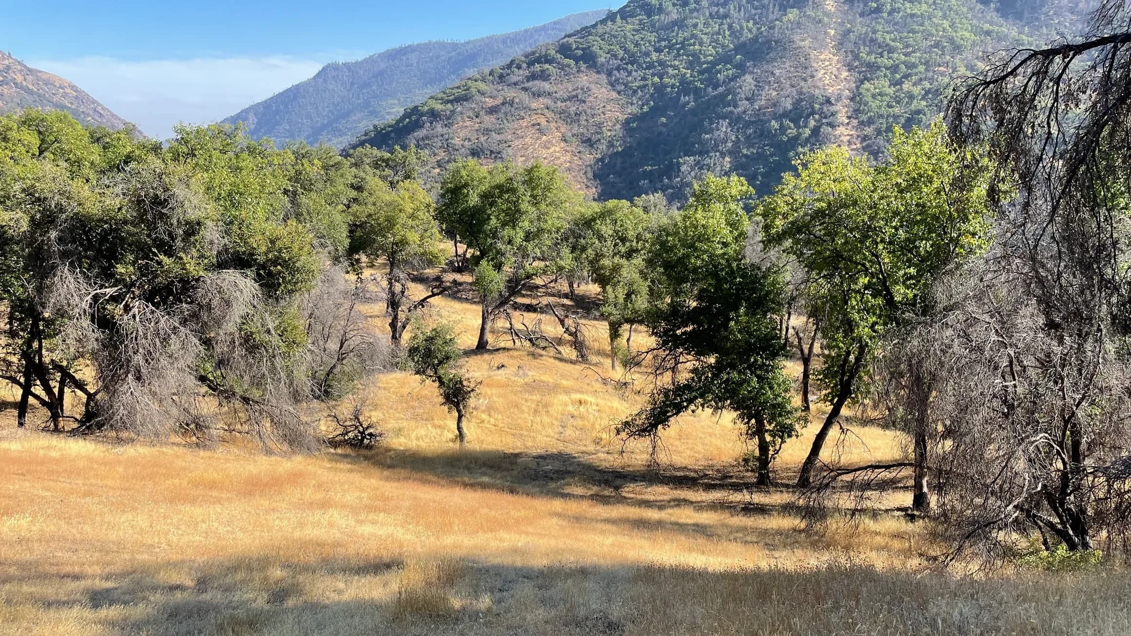 Golden field with scattered trees under mountains. Some trees are green, others dry. Hazy mountains in the background unde...