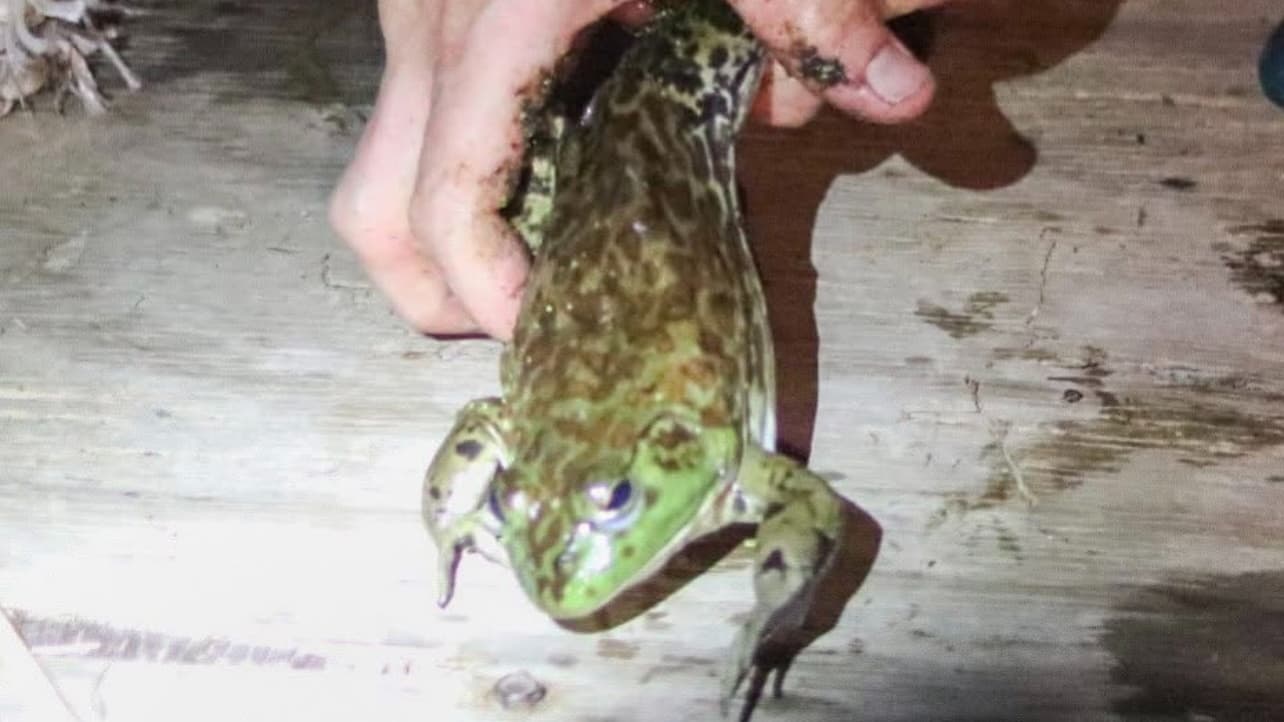 A large green frog, with a mottled pattern on its back, held by hands against a wood surface. Blue eyes visible.