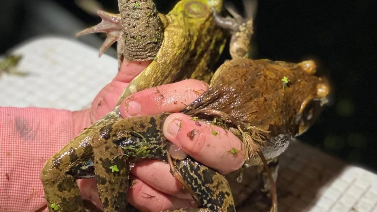 A large frog held in human hands. The frog is covered in mud and vegetation. Human hands appear stained with dirt.