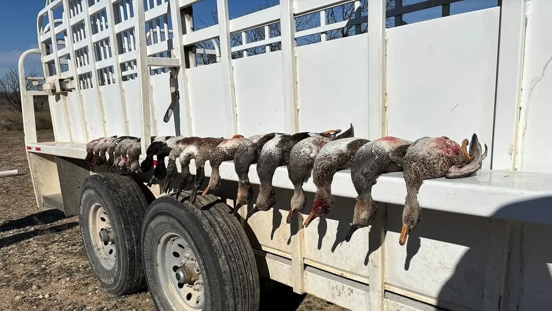 Photo 2 of guide Shotz Fired Guide Service, 20+ years, uses Shotgun, specializes in Chukar and Dove and Duck and Pheasant and Quail, skilled in Calling and Decoys and Ground Blind and Hunting with Dogs and Walk-Up (Flush) Hunting