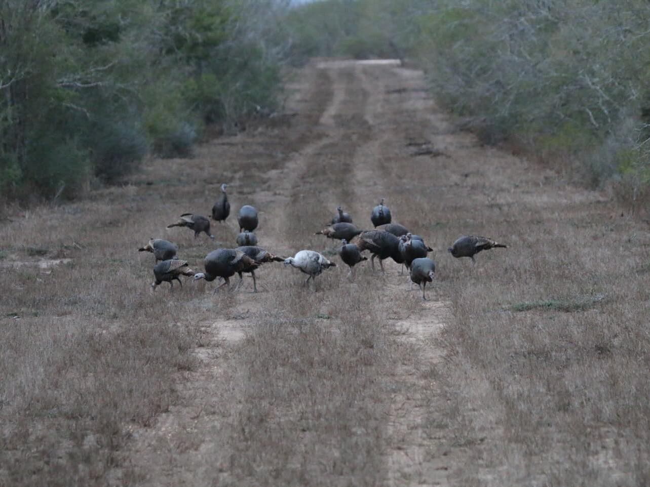 Photo 2 of guide Lesco Outfitters, 10 - 20 years, uses Shotgun, specializes in Turkey, skilled in Calling and Decoys and Ground Blind