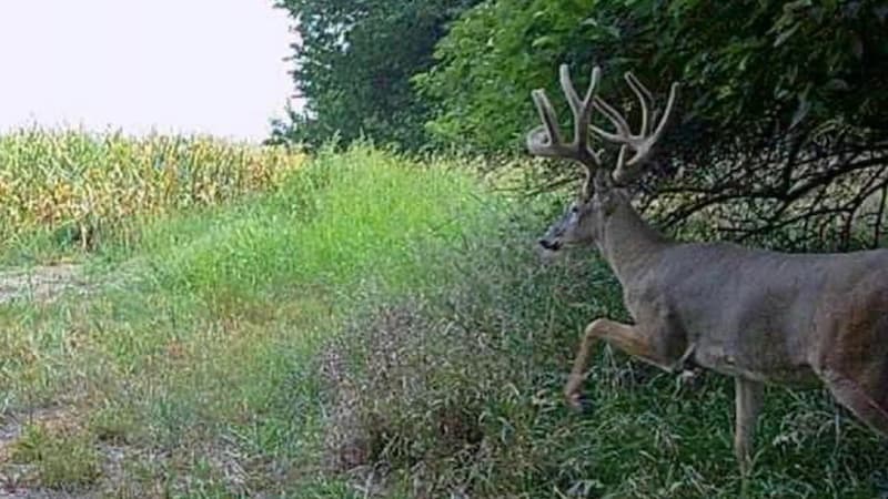 A large buck deer with impressive antlers walks through a grassy area, cornfield in the background. Green trees and foliag...