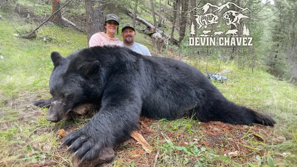 A large black bear lies on forest ground. Two people in hats pose behind the bear. The Devin Chavez Hunting logo is visible.