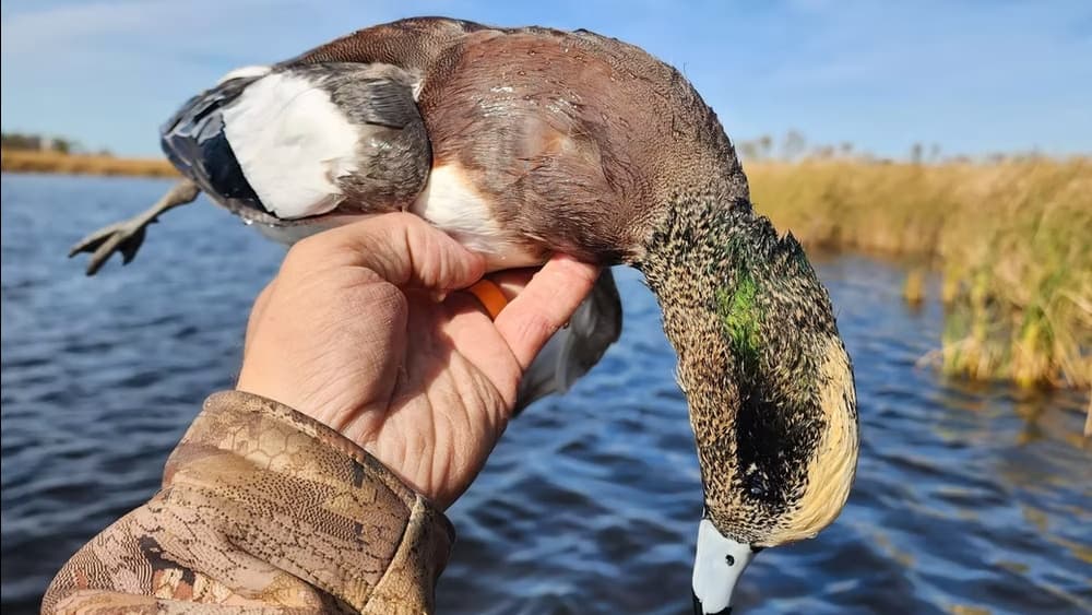 Hand holds a wet duck with brown, white, and green plumage against a blurred watery background.