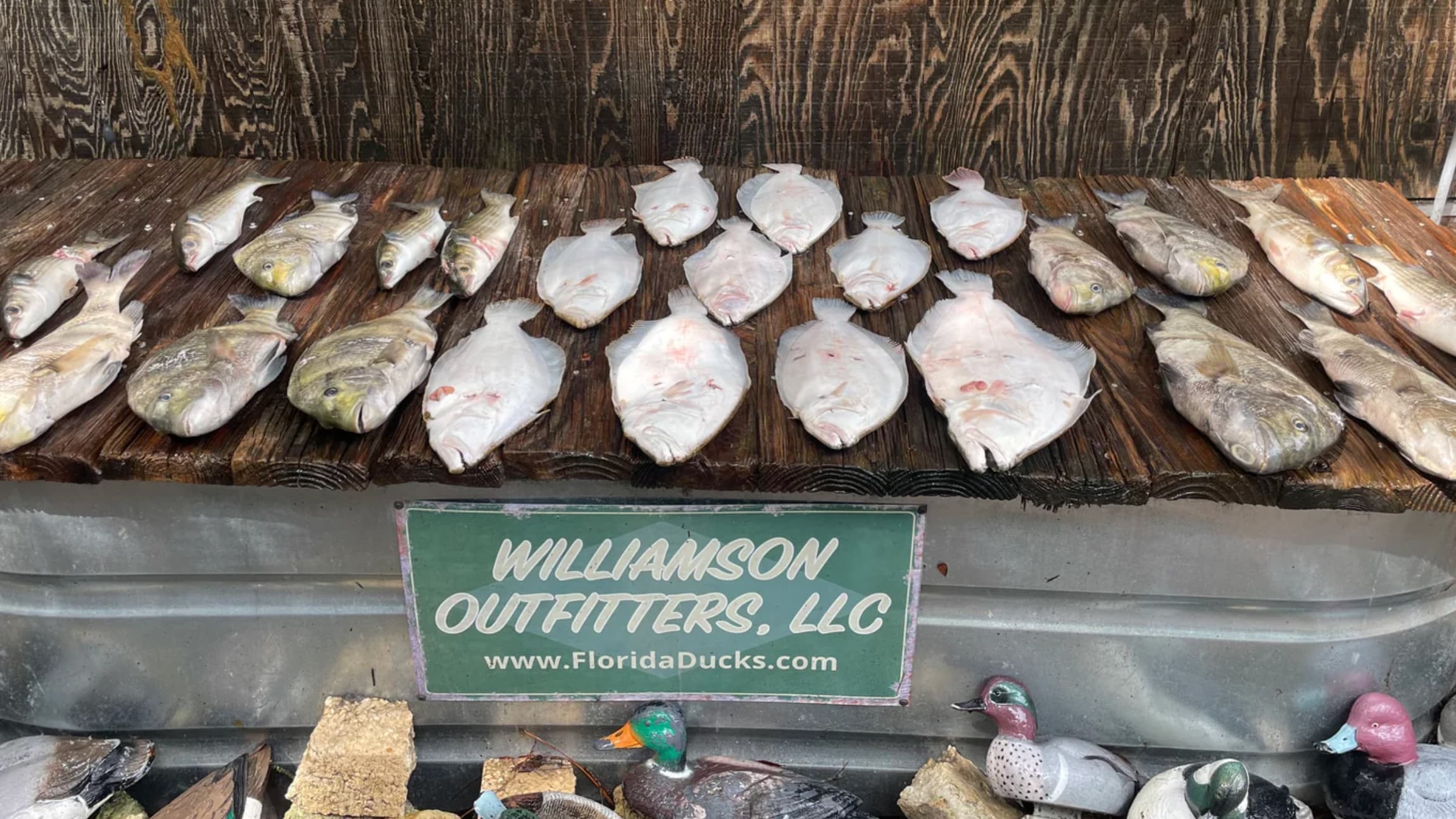 Freshly caught fish displayed on a rustic wooden surface. Mostly flatfish and other varieties are arranged in rows. Sign f...