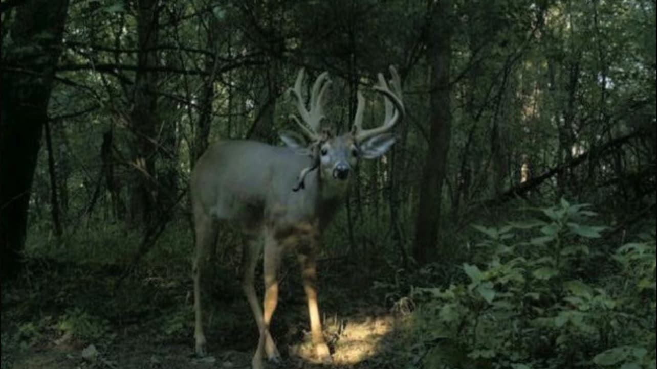 Buck with large antlers stands in a forest. It has light-colored fur and is facing the viewer. The background consists of ...