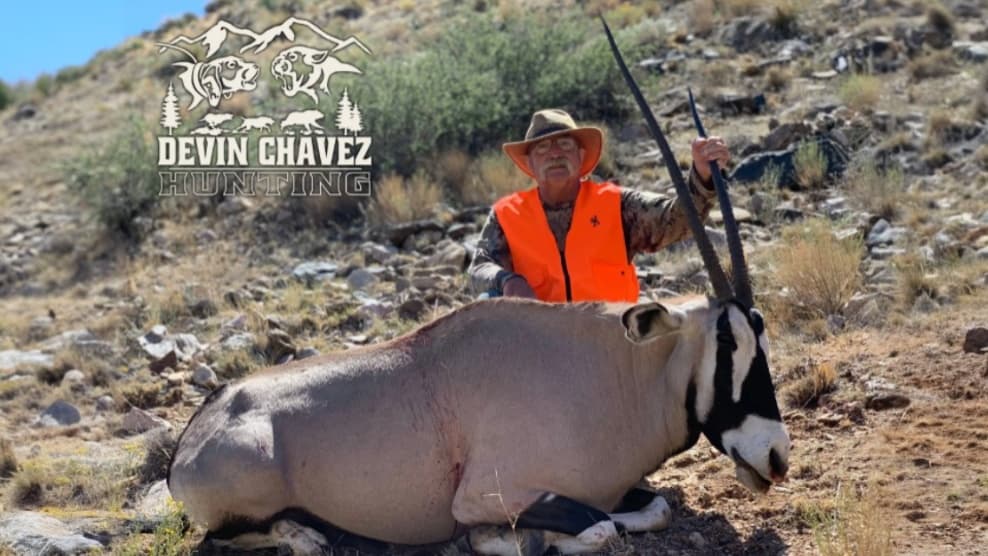 Man in orange vest and hat with an oryx on the ground. Oryx has large horns, black & white face. Background is a dry, hill...