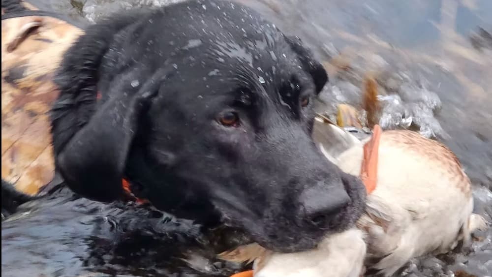 Black lab wearing a hunting vest retrieves a duck from water.