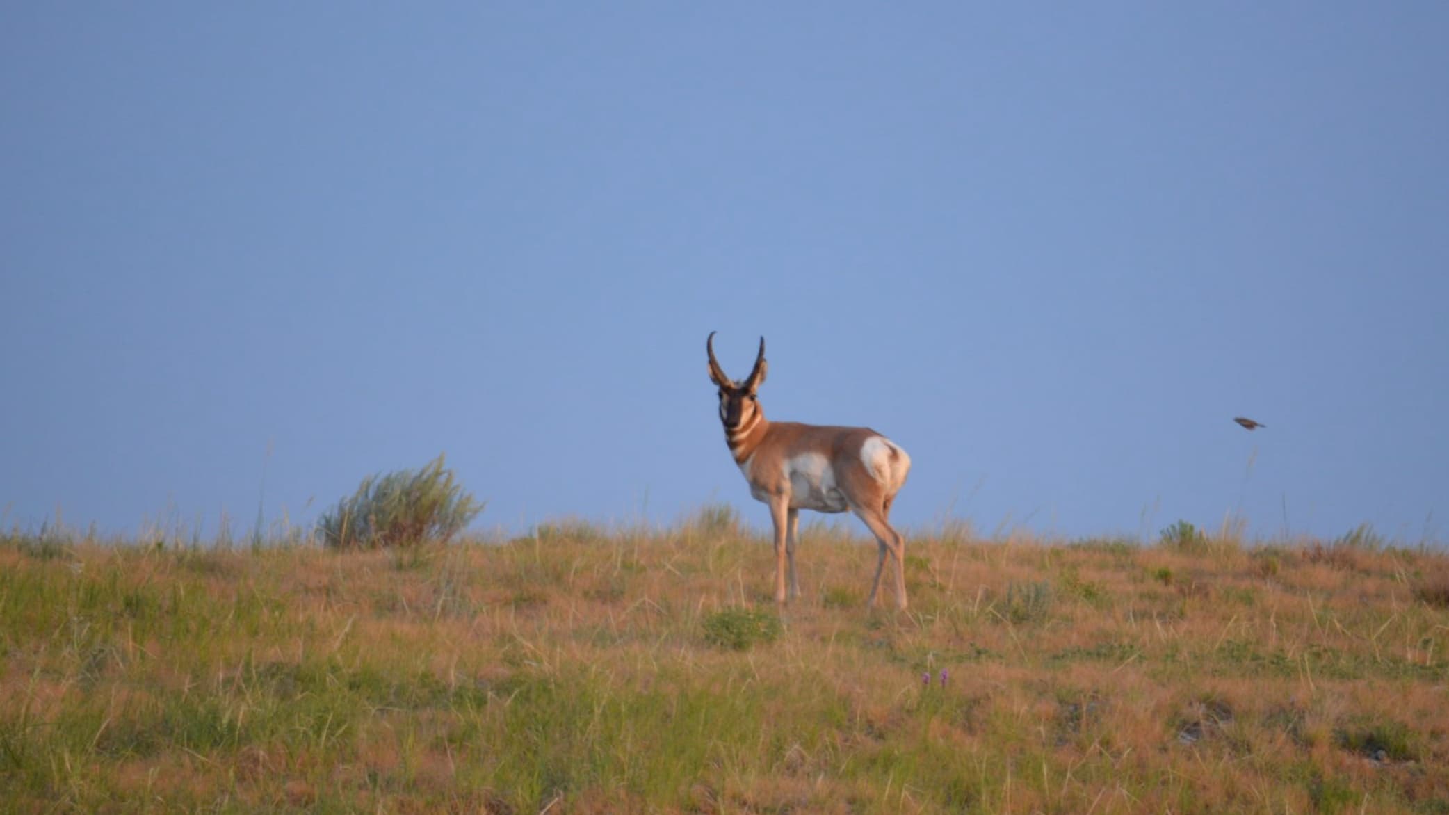 Pronghorn antelope standing on grassy hill, looking at the camera. Bird in flight, blue sky background.