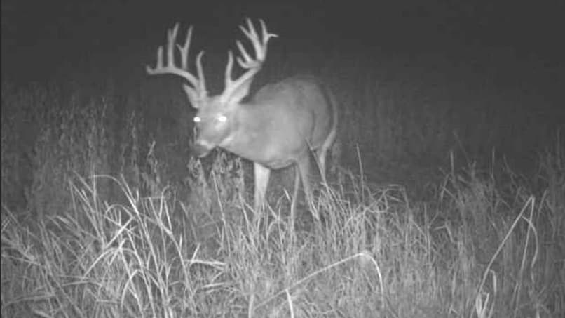 A large buck with prominent antlers stands in a field. The scene is illuminated by dim light, likely at night, with glowin...