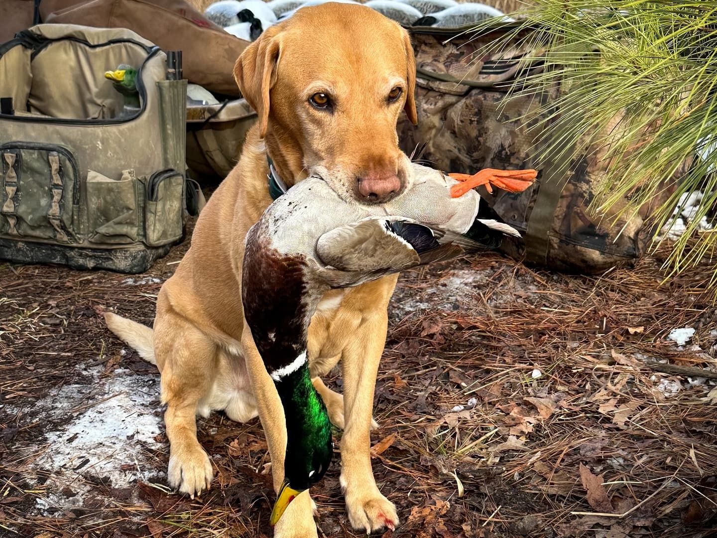 Photo 5 of guide Maverick Outfitters, 10 - 20 years, uses Shotgun, specializes in Duck, skilled in Calling and Decoys