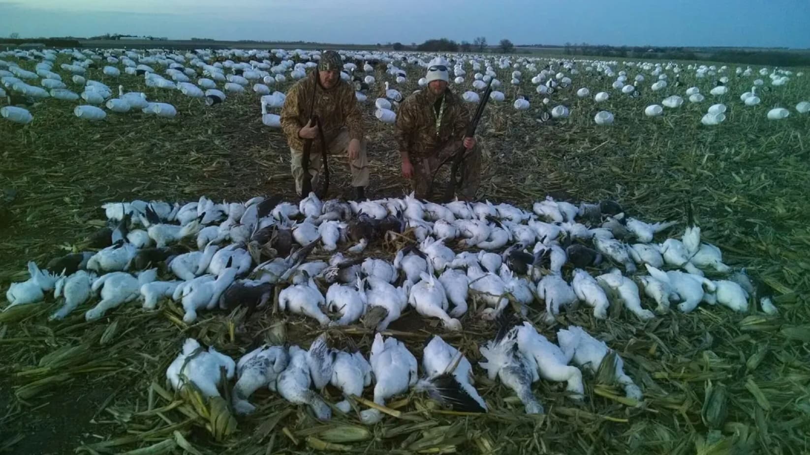 Two men in camo kneel beside a large pile of harvested geese in a field. White decoys fill the background.