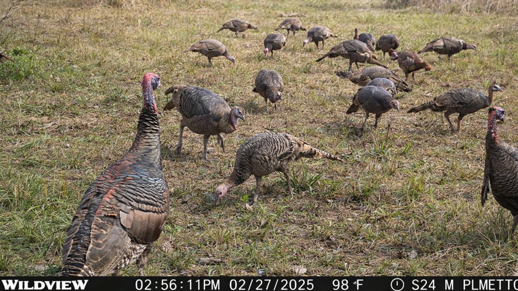 A flock of turkeys in a grassy field. Several turkeys are in the background, a few are near the center, and two are close ...