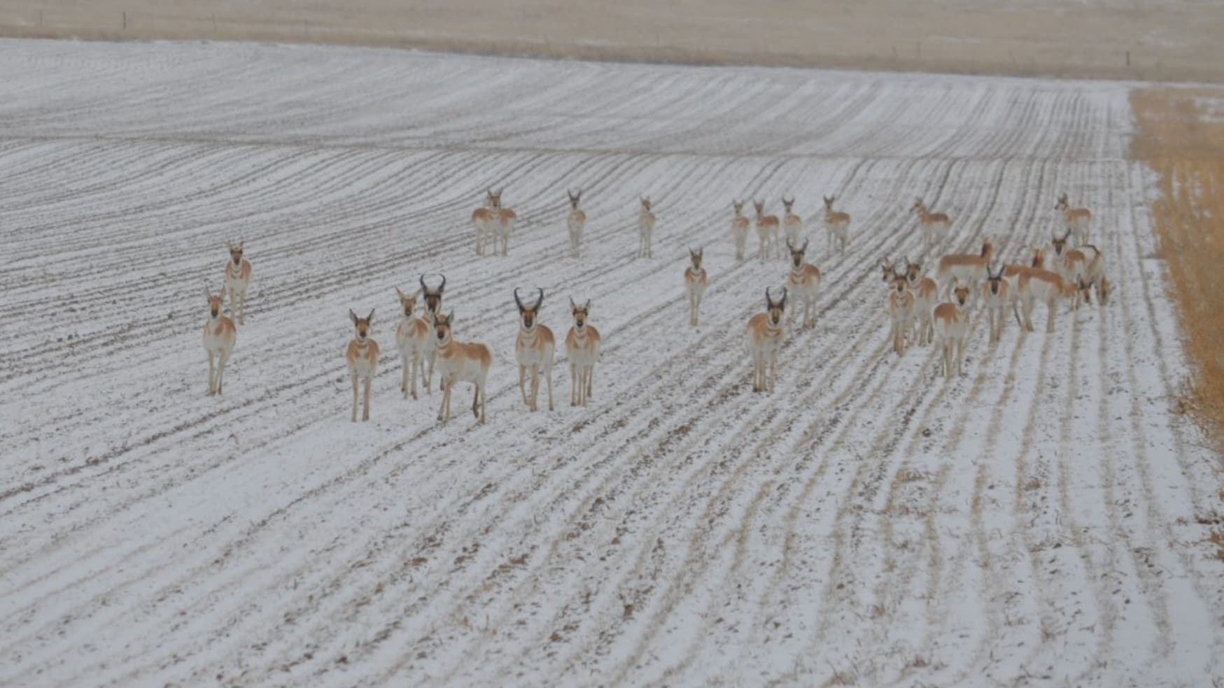 A herd of pronghorn antelope standing in a snow-covered field with harvested rows. Some animals have prominent horns.