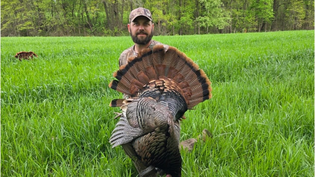 Man holding a large wild turkey in a green field. Turkey's tail feathers are fanned out. Another turkey is visible in the ...