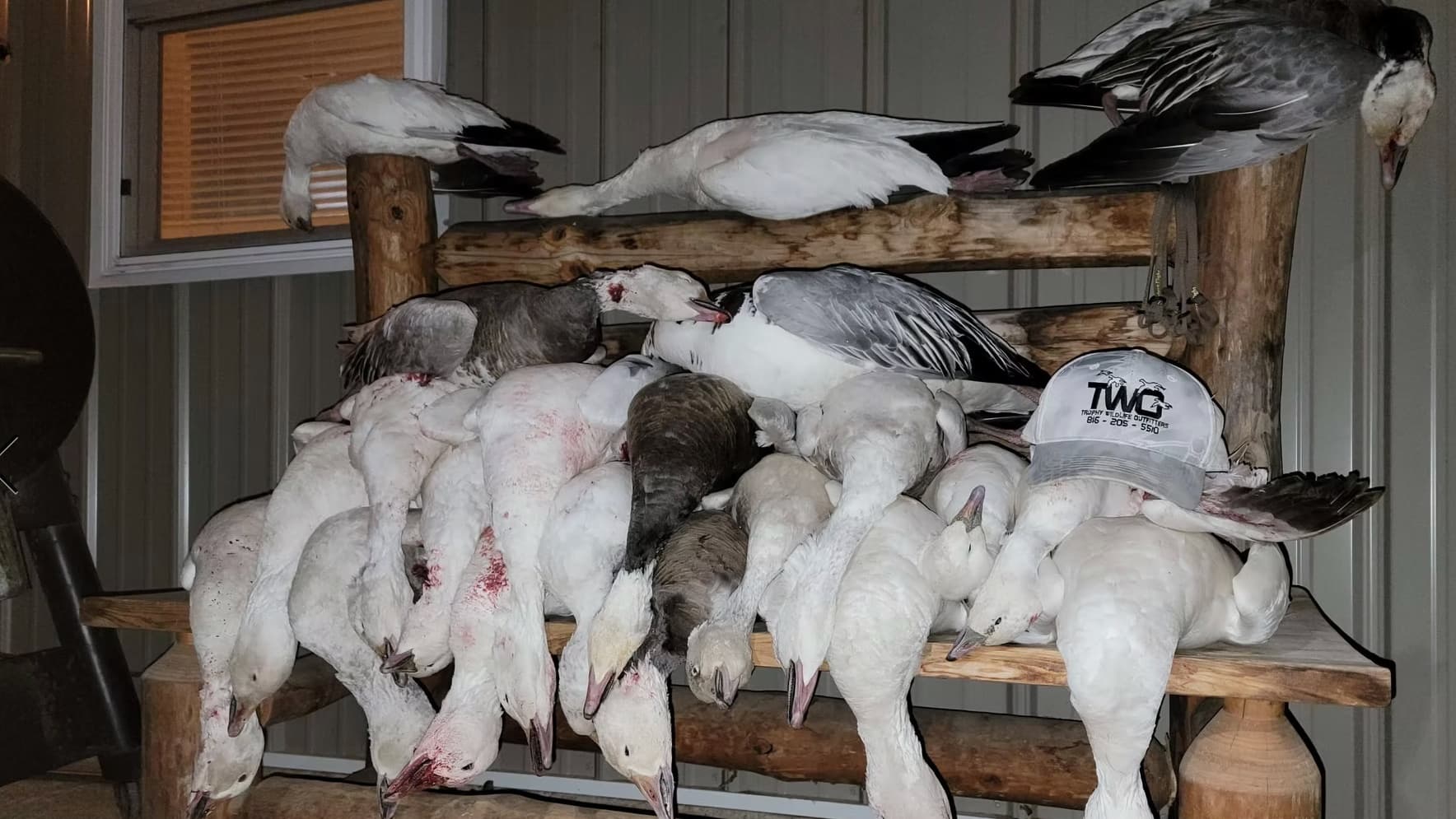 Pile of harvested snow geese, some with blood. They rest on a wooden structure. A hat with a logo lies nearby.