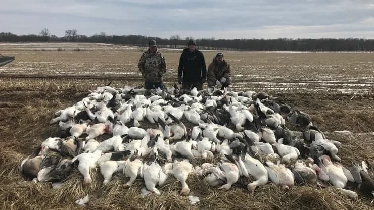 Three men stand behind a large pile of harvested geese, mainly white with some dark feathers, in a harvested field. Sky is...