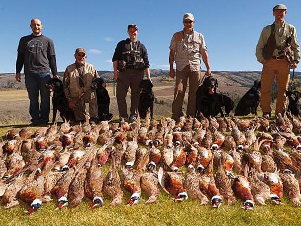 Photo 3 of guide Lazy Triple Creek Ranch, 10 - 20 years, uses Shotgun, specializes in Pheasant, skilled in Hunting with Dogs and Spot and Stalk