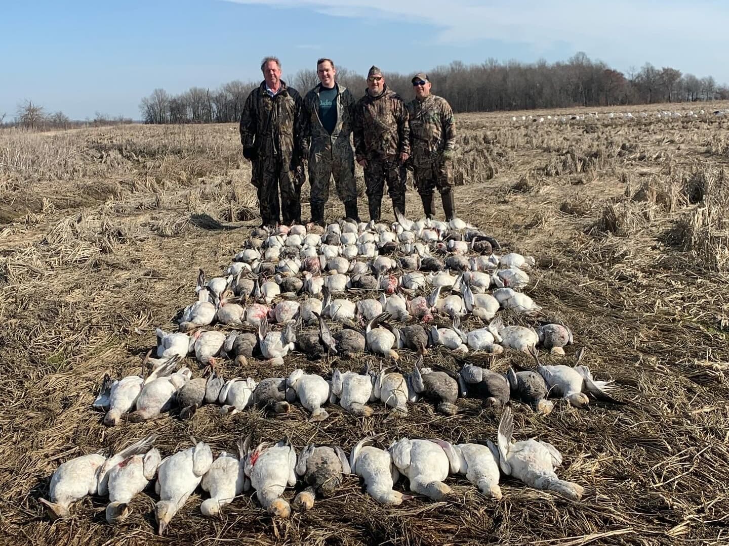 Four hunters in camouflage stand behind a large pile of harvested geese on a field. Clear sky and treeline in the background.