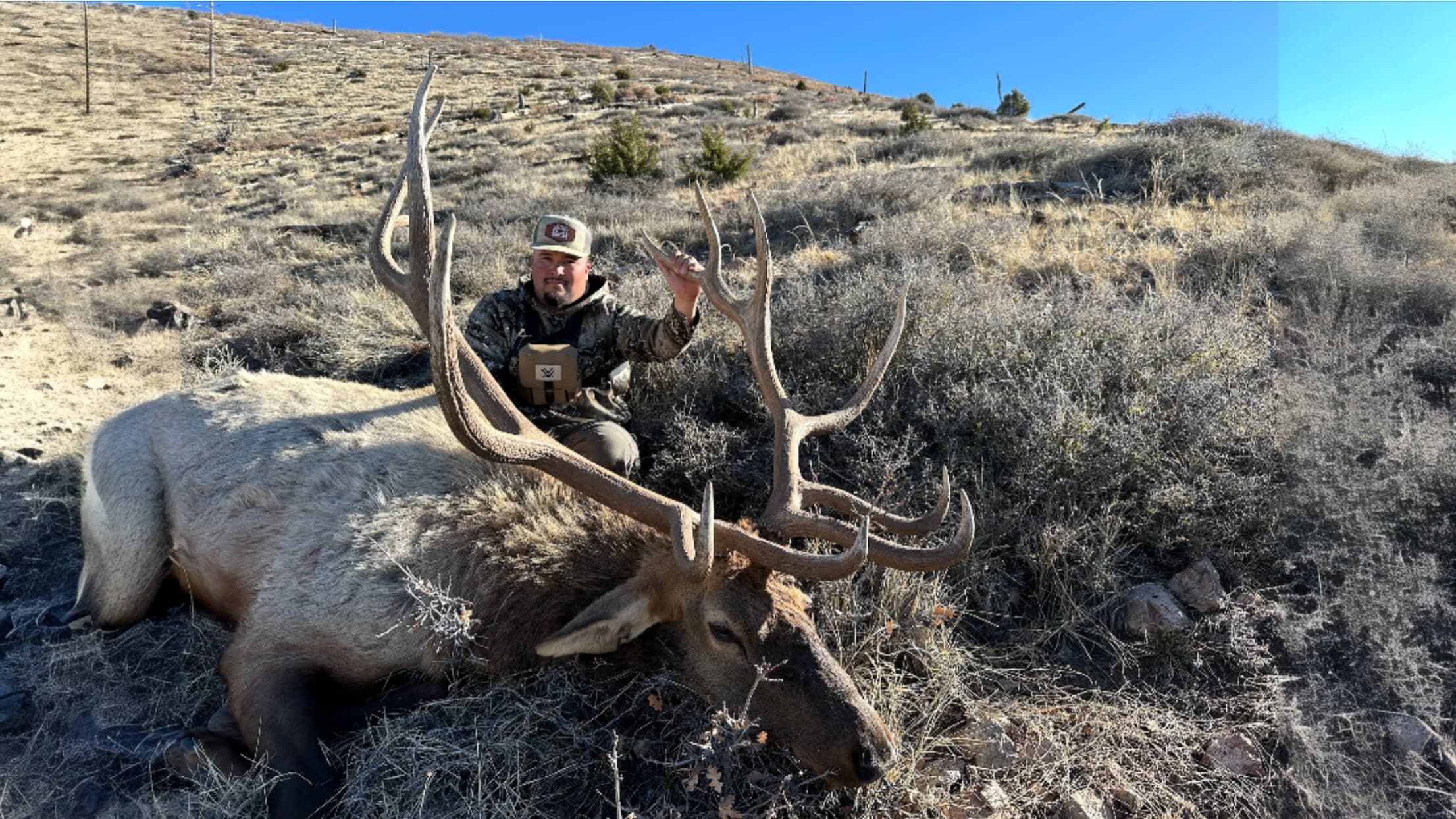 Man kneels beside a large elk with impressive antlers. Elk lies on ground covered in brush, man in camouflage holds antlers.