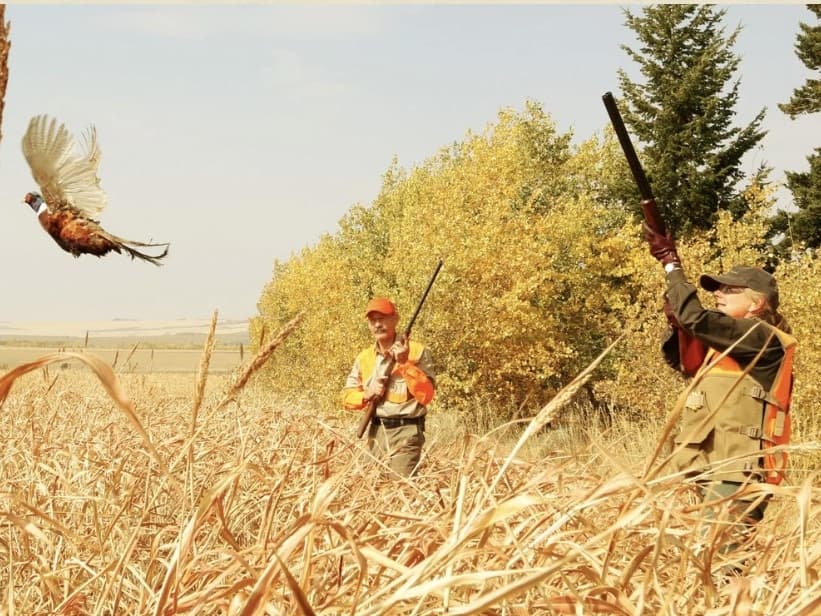 Pheasant flies up as two hunters in orange vests raise their shotguns in a field of dry grass.