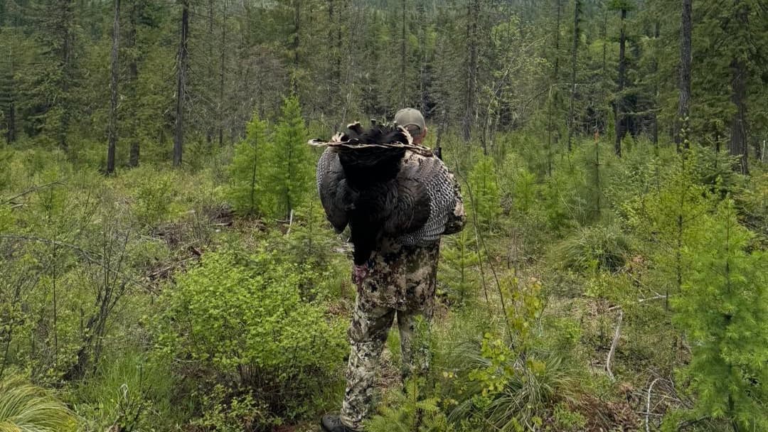 Hunter in camouflage carries a large turkey over his shoulder in a dense forest.