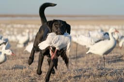 605 Waterfowl Outfitters