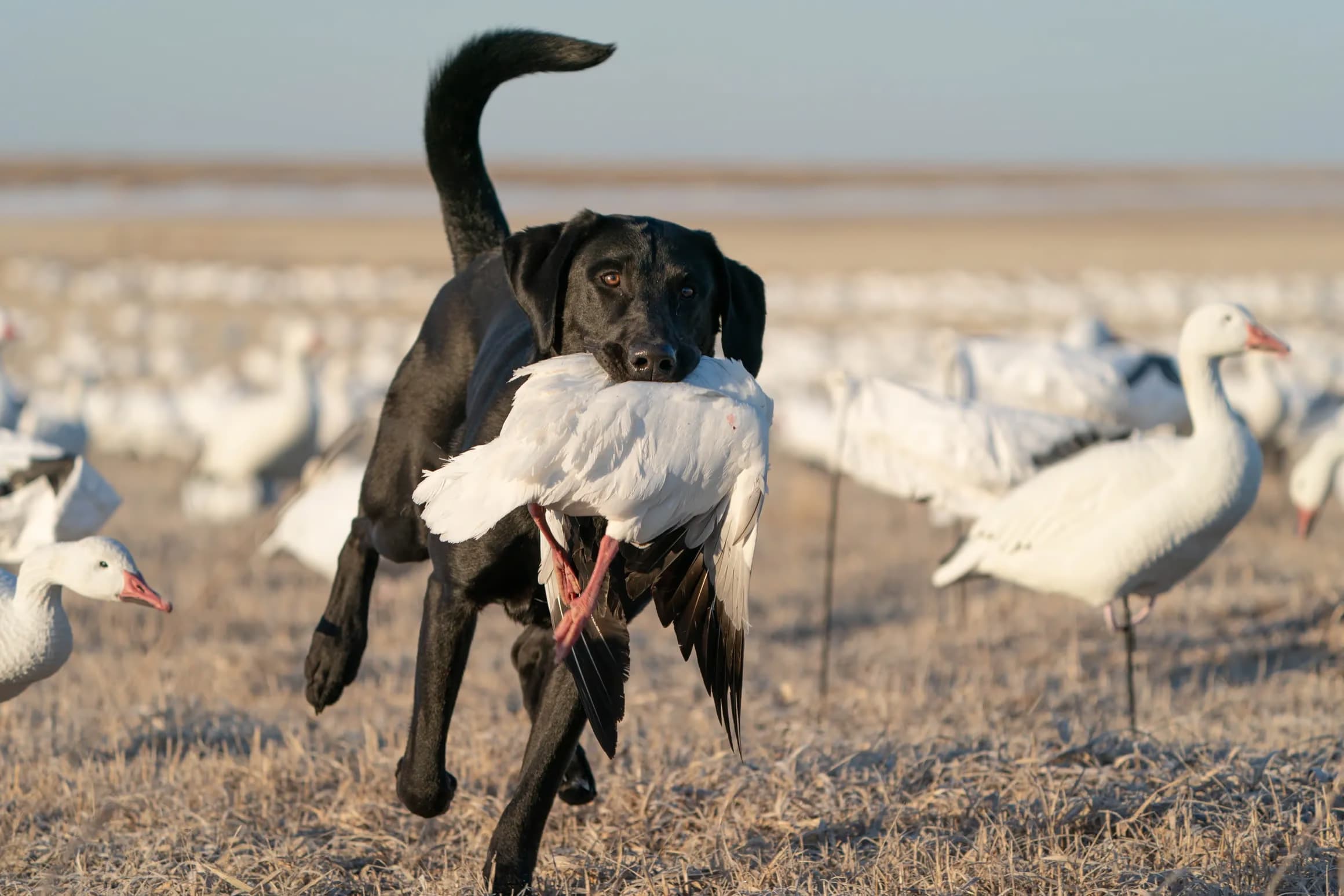605 Waterfowl Outfitters