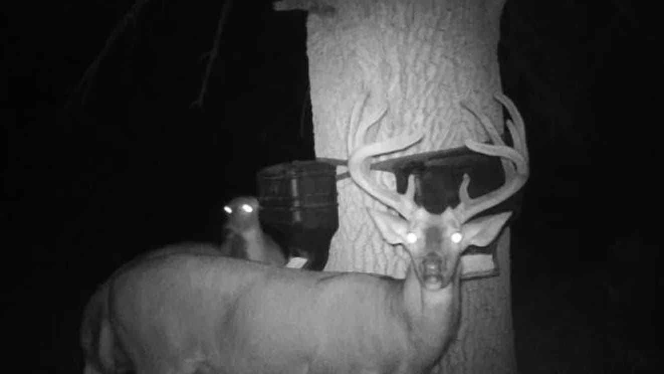 A nocturnal scene shows a large buck with impressive antlers, eyes glowing in the dark. A second animal, also with glowing...
