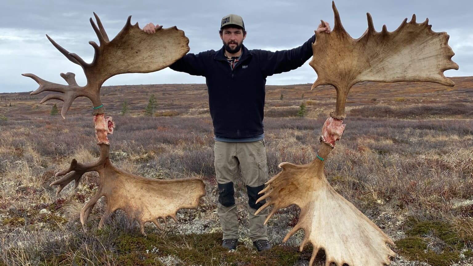 Man holding large moose antlers with exposed bone in an outdoor field. The antlers are extended like wings. Man wearing h...