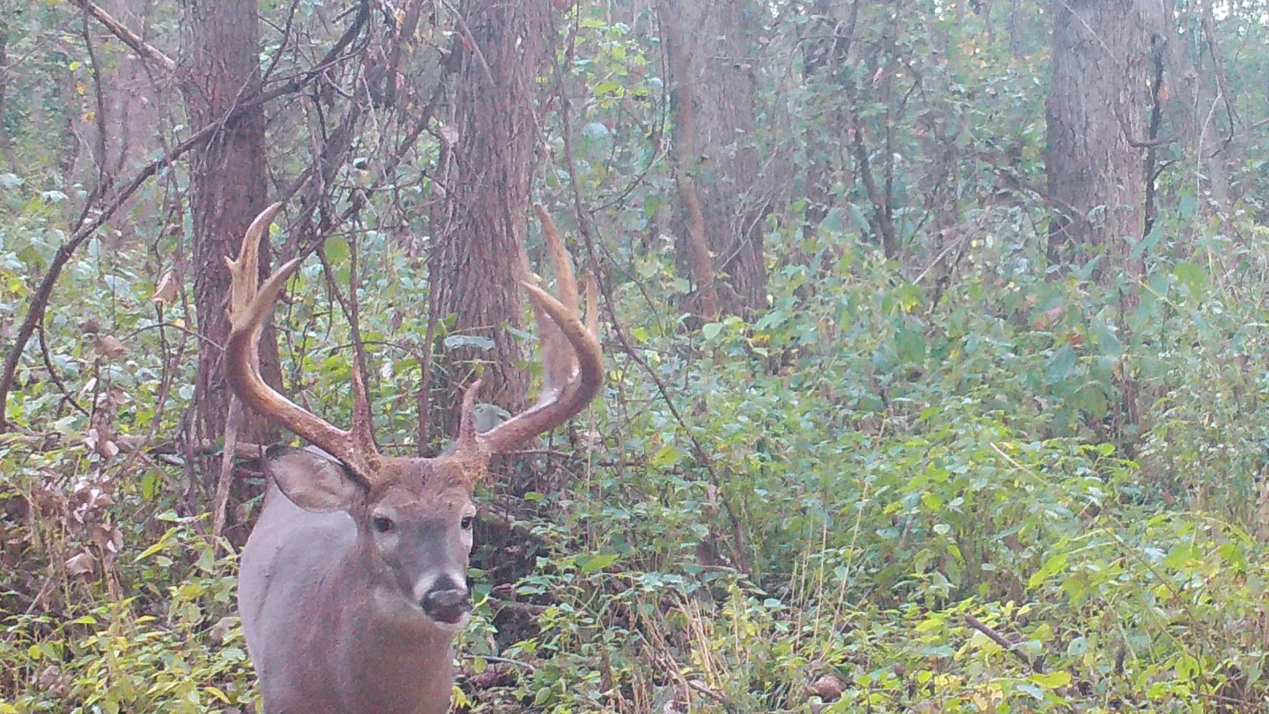 Photo 7 of guide Monster Whitetail Outfitters, 10 - 20 years, uses Bow and Crossbow and Muzzleloader and Rifle and Shotgun, specializes in Deer and Turkey, skilled in Calling and Decoys and Ground Blind and Run and Gun and Stand Hunting