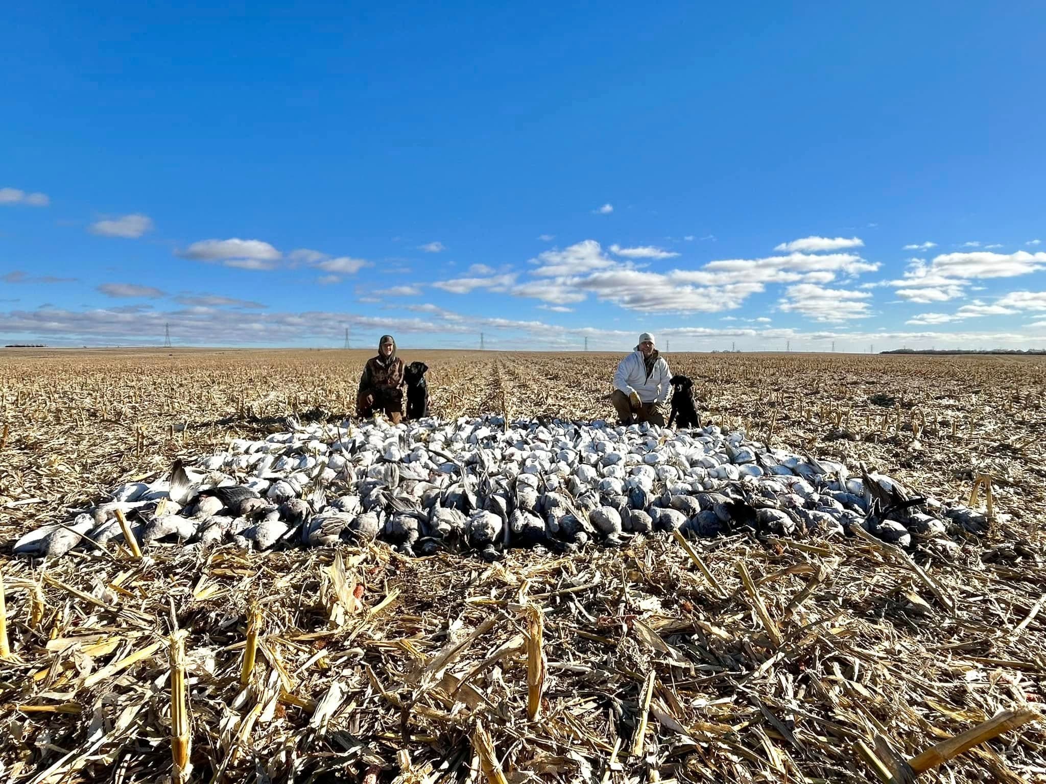 Two hunters, dogs, and a large pile of harvested geese in a harvested cornfield under a partly cloudy blue sky.