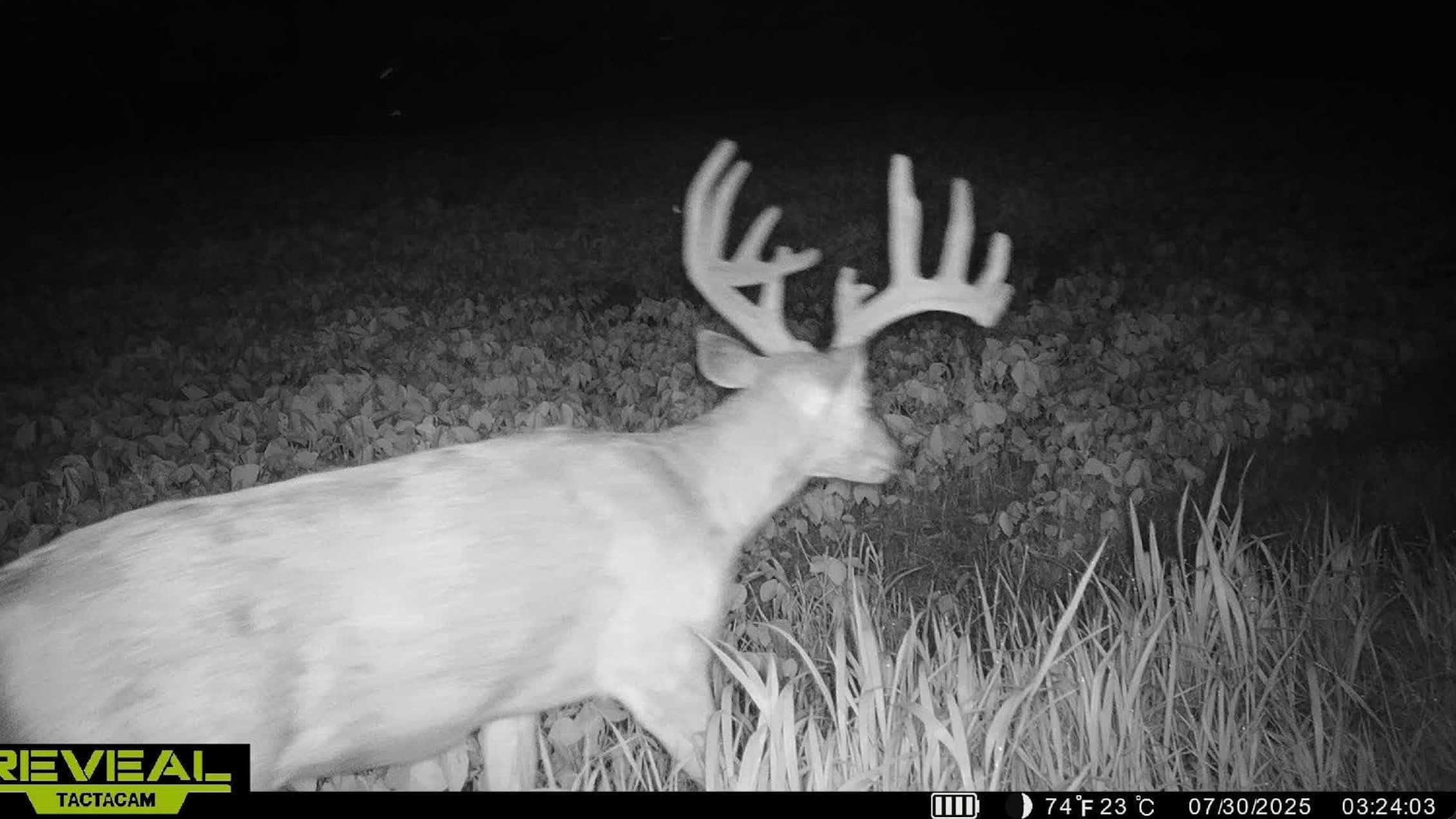 Photo 7 of guide Old School Guide Service, 20+ years, uses Bow and Crossbow and Muzzleloader and Rifle and Shotgun, specializes in Deer and Turkey, skilled in Calling and Decoys and Ground Blind and Run and Gun and Stand Hunting