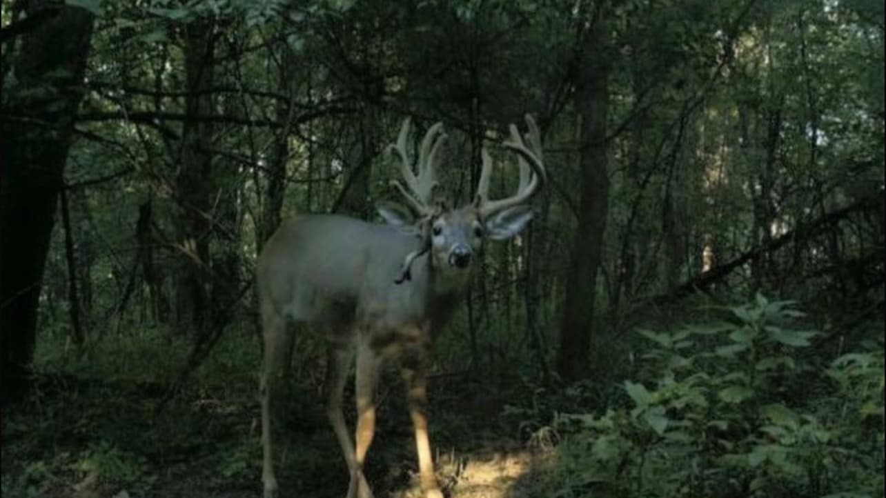 A large buck with impressive antlers stands in a forest. The deer has a light coat, facing forward. Dark, dense trees fil...