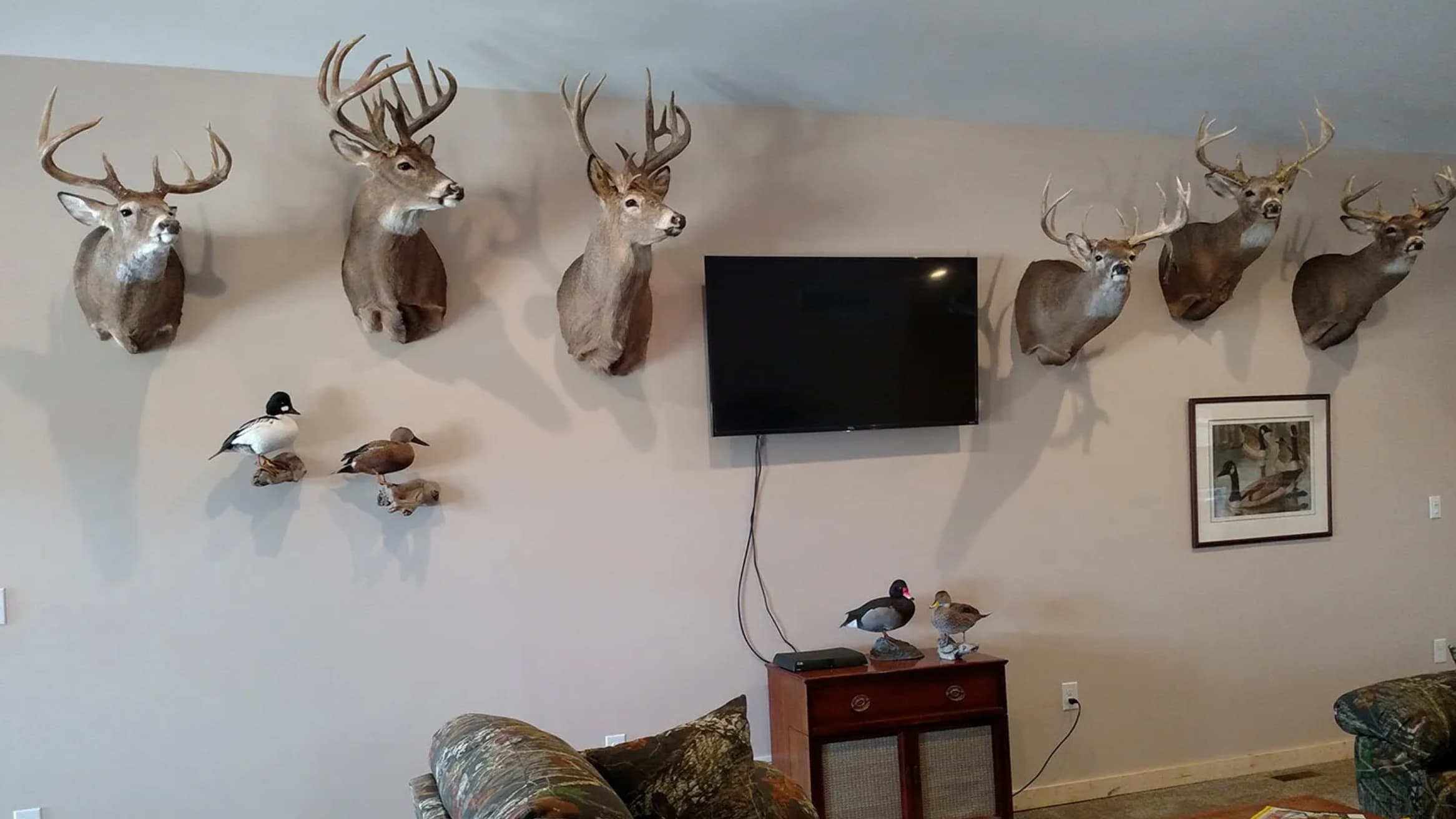 Taxidermied deer heads mounted on a wall above a TV and decorative ducks. A framed waterfowl print and other duck figures ...