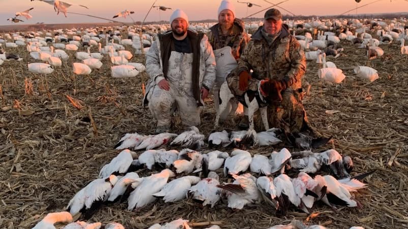 Three hunters pose with a hunting dog and harvested snow geese in a field. Numerous decoys and live geese fill the backgr...