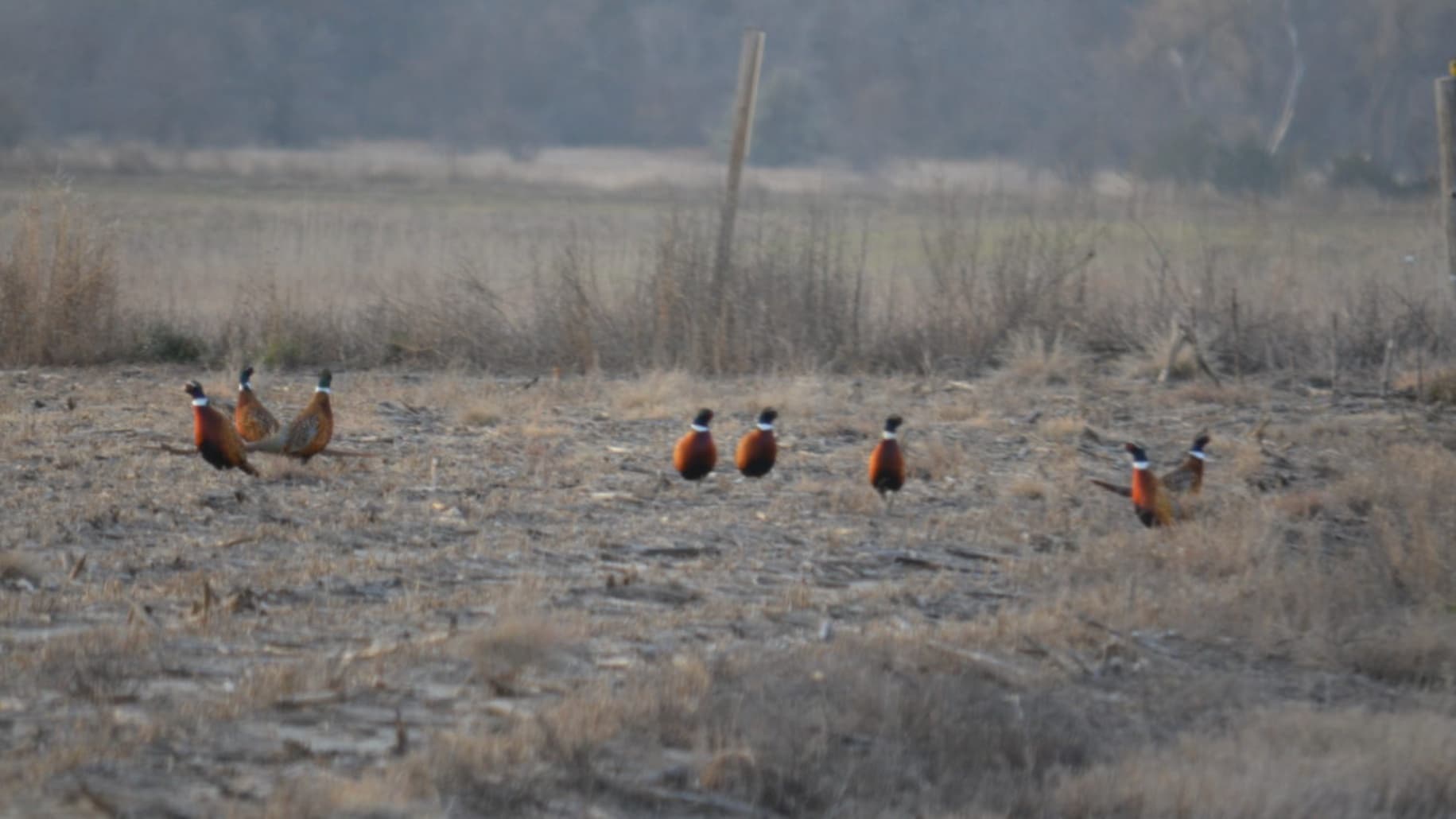 Seven colorful pheasants in a field of dry grass. The birds have orange, black and white markings and face different direc...