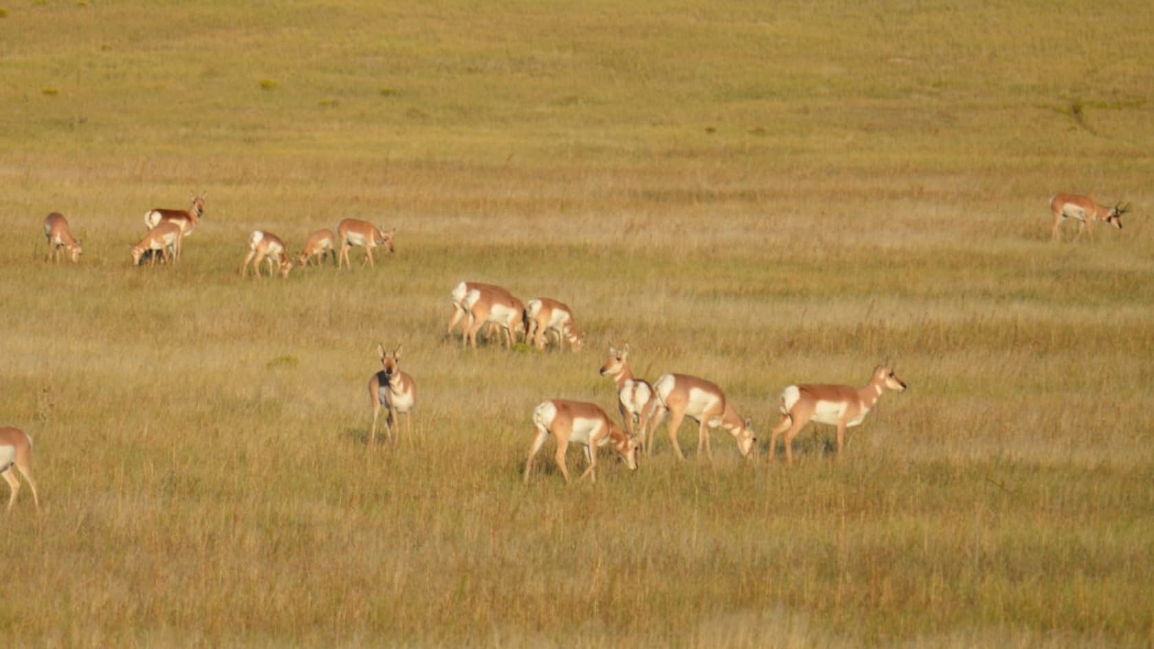 A herd of pronghorn grazing in a grassy field. Many animals, some eating and others standing, are visible. Field has a g...