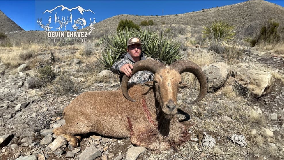 Man poses behind a harvested Barbary sheep with large curved horns. Sheep lays on rocky terrain with vegetation. Hunter we...