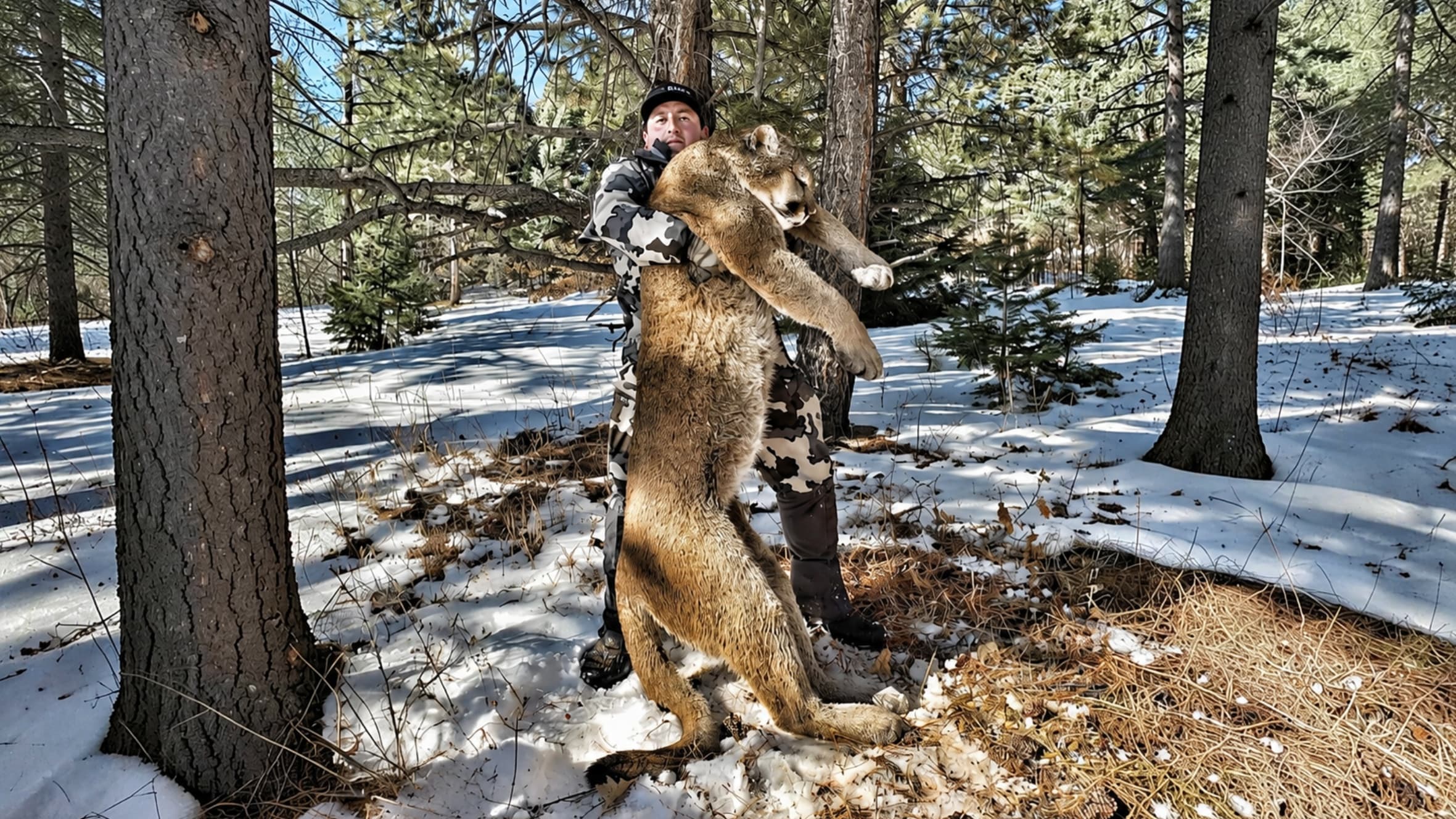 5-Day New Mexico Mountain Lion Hunt