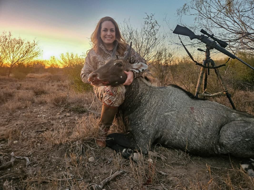 Woman kneels beside a large, dead nilgai antelope in a field. Rifle on tripod in the background. Sunset sky. Woman smiles.