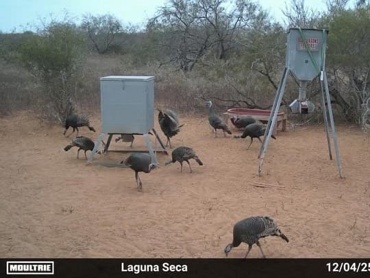 Photo 3 of guide Lesco Outfitters, 10 - 20 years, uses Shotgun, specializes in Turkey, skilled in Calling and Decoys and Ground Blind