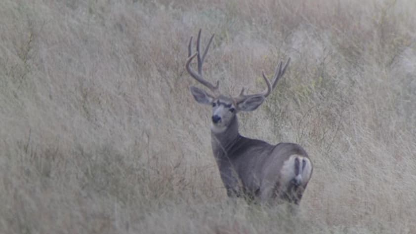 A large buck with large antlers standing in tall, tan grass. The buck looks toward the camera with a calm expression.