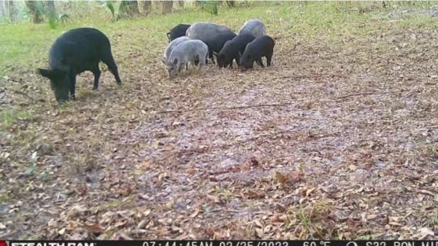 A group of wild hogs, some black, some gray, forages in a leaf-covered field. One black hog is separate. Background trees.